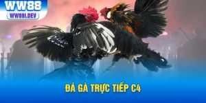 thumb đá gà trực tiếp c4