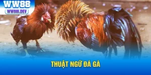 thumb thuật ngữ đá gà