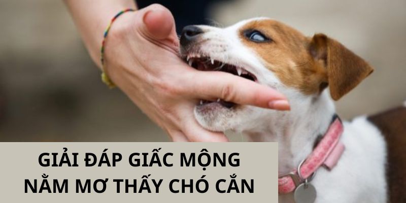 Nhà cái gửi đến bạn một vài ý nghĩa về việc nằm mơ chó cắn